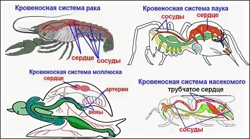 Тип кровеносной системы беспозвоночных