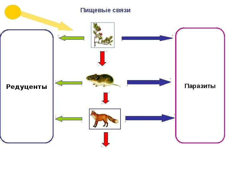 1 пищевые связи