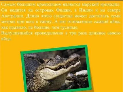 Сообщение о гребнистом крокодиле 4 класс