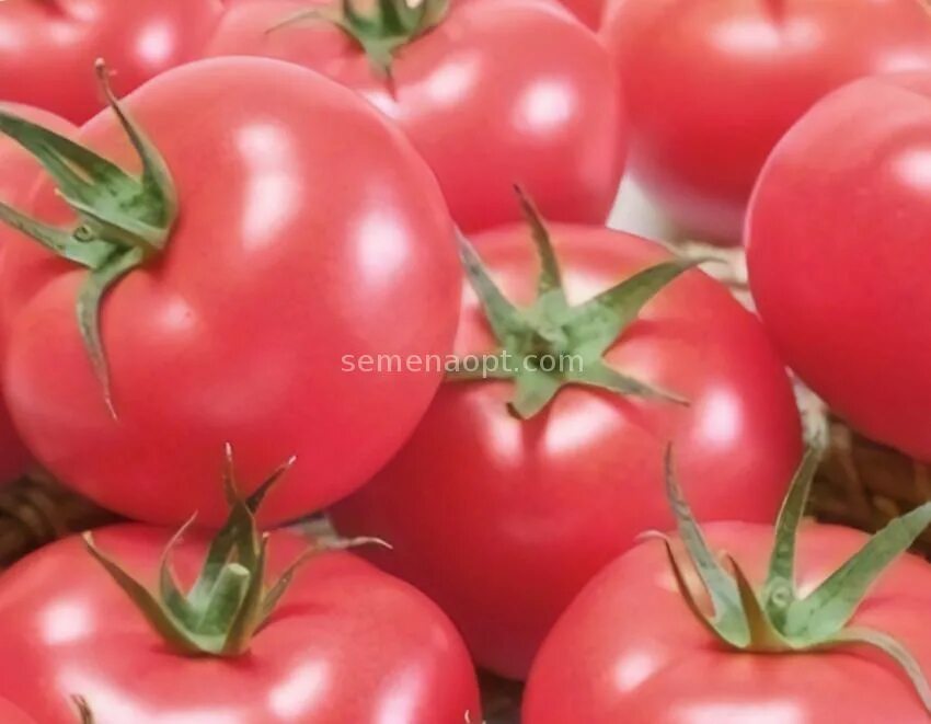 5 помидоров. Новые сорта томатов на 2024 год. Томат миллениум f1 10 шт 2-ной пак. Томат делишес семена. Томаты парадайз азербайджан.