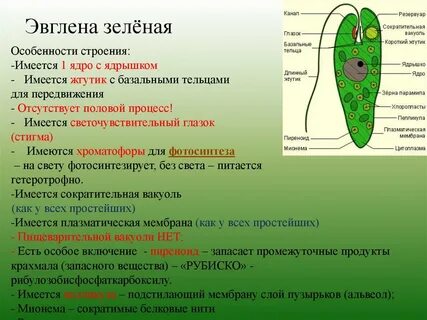 Эвглена зеленая какой хлорофилл