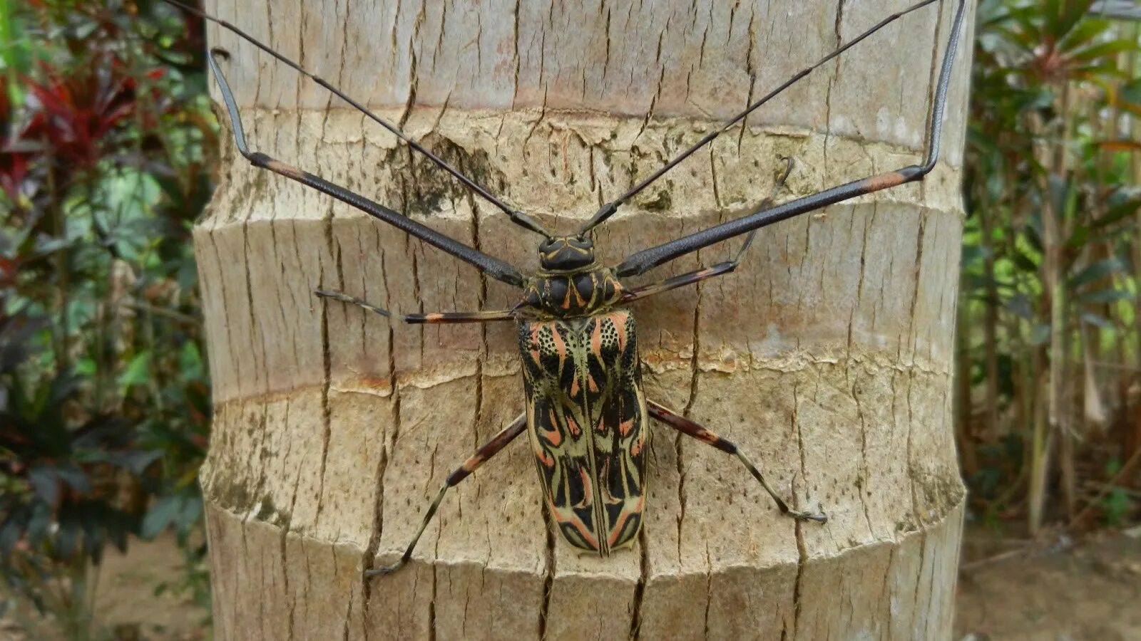 Жук Acrocinus longimanus. Усач Арлекин. Бразильский Длинноногий Арлекин. Жук Арлекин.