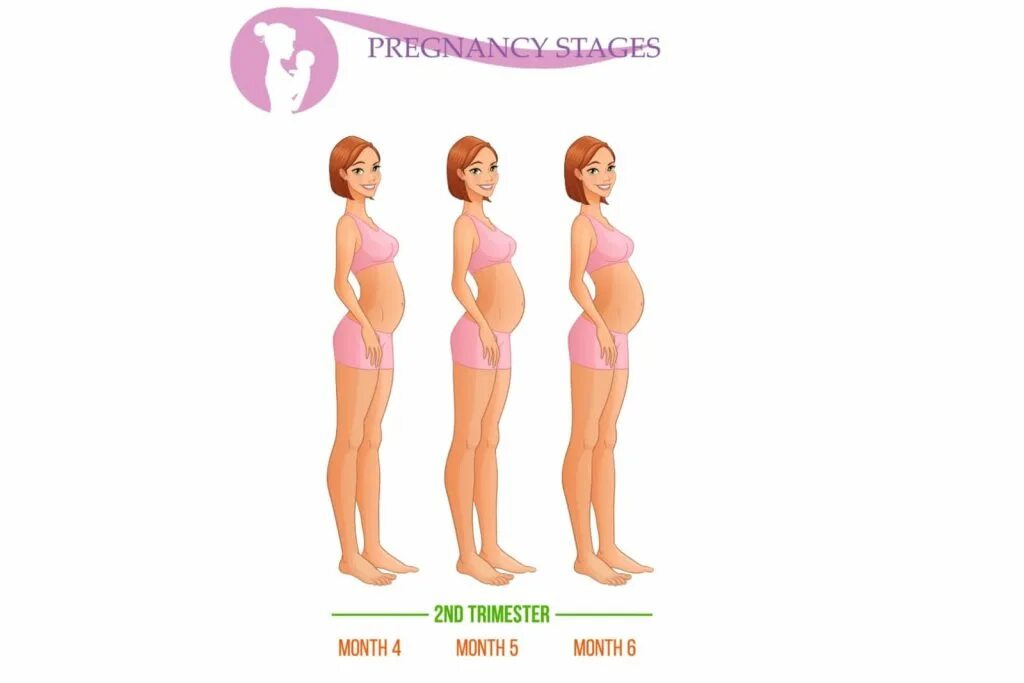 Third trimester. 3rd trimester. trimesters of pregnancy. second trimester of pregnancy. 1st trimester of pregnancy.