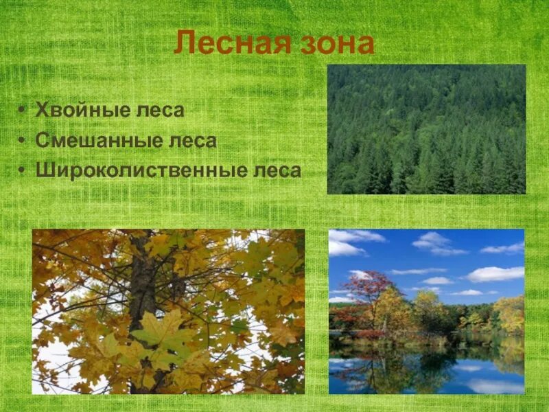 Какие условия в смешанных лесах. Зона широколиственных лесов климат. Смешанные и широколиственные леса России климат. Смешанные леса и широколиственные леса природная зона. Растения смешанных лесов.