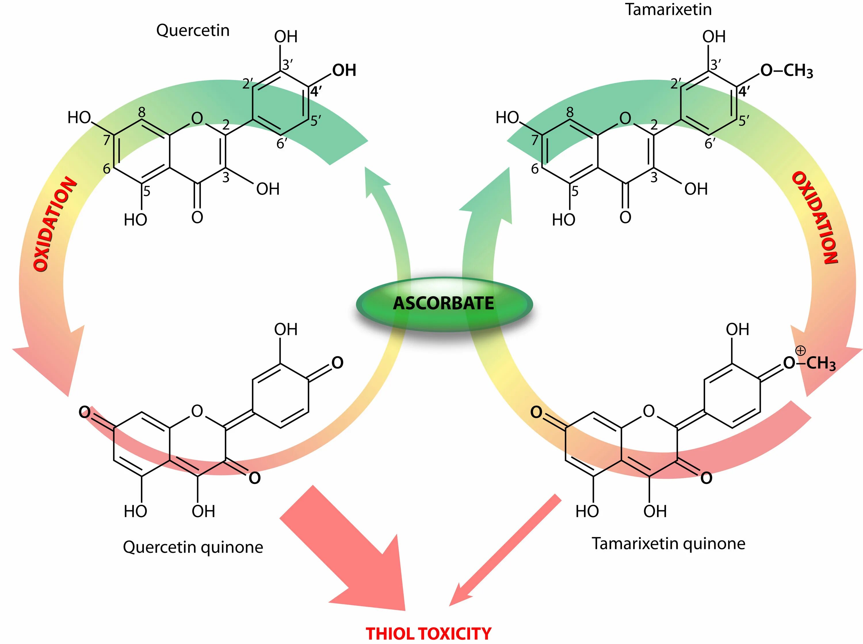 Antioxidant journal