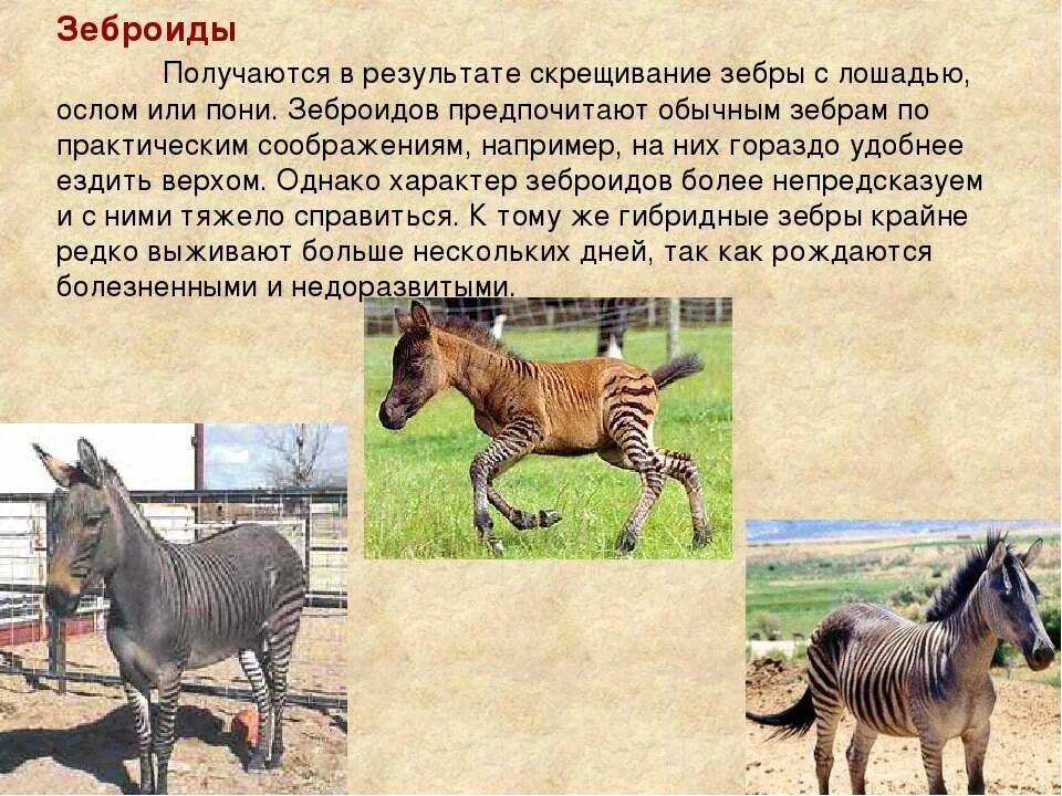 Метод искусственного осеменения. В чем особенности селекции животных. Селекция животных. Селекция животных. Чистую линию в селекции животных называют.