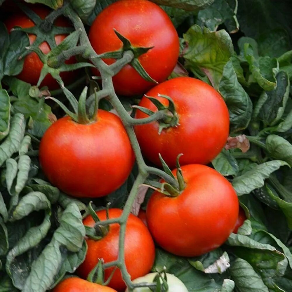 Помидоры пень f1. Атерон сорт томатов. Charisma f1. Томат харизма.