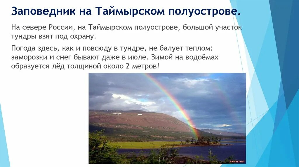 В тундре семь погод на день. Таймырский заповедник в тундре. Заповедники тундры. Таймырский заповедник презентация. Заповедники тудноы.