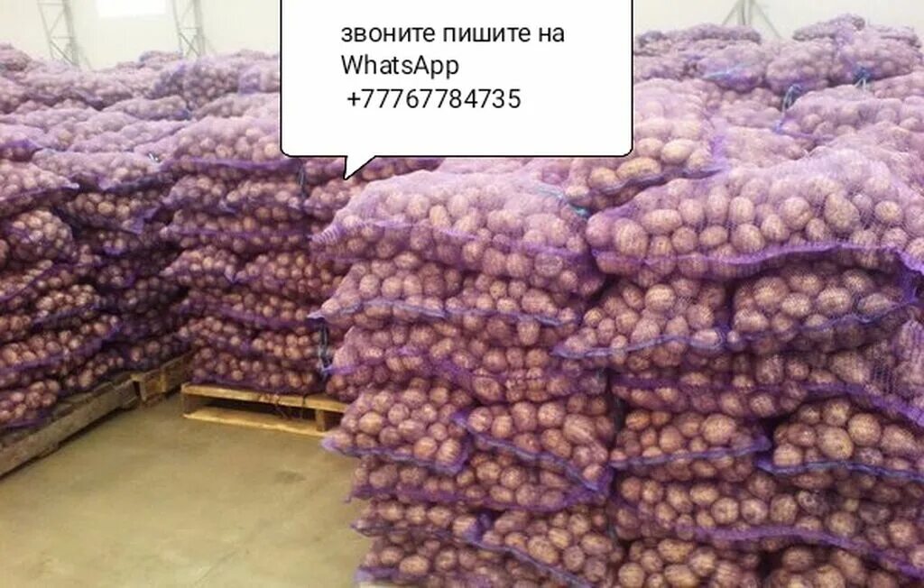 Склад картошки. Картофель в сетке. Сетки картофеля на складе. Картофель на складе ред скарлет. Склад картошки.