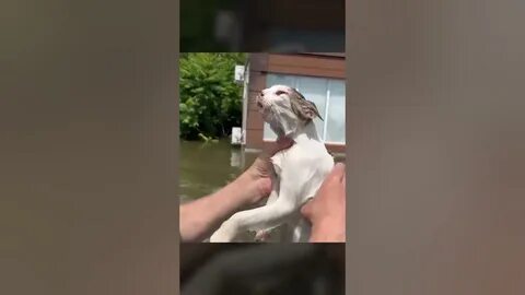 Коты видео спасение