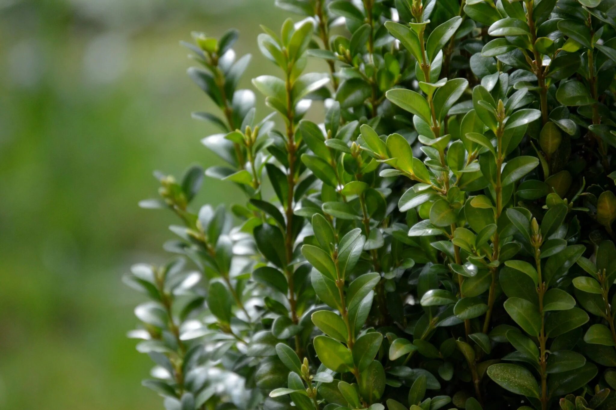 Семейство вечнозеленых. Самшит Буксус. Самшит вечнозеленый Buxus sempervirens. Самшит Буксус вечнозеленый. Самшит вечнозеленый (Búxus sempervírens).