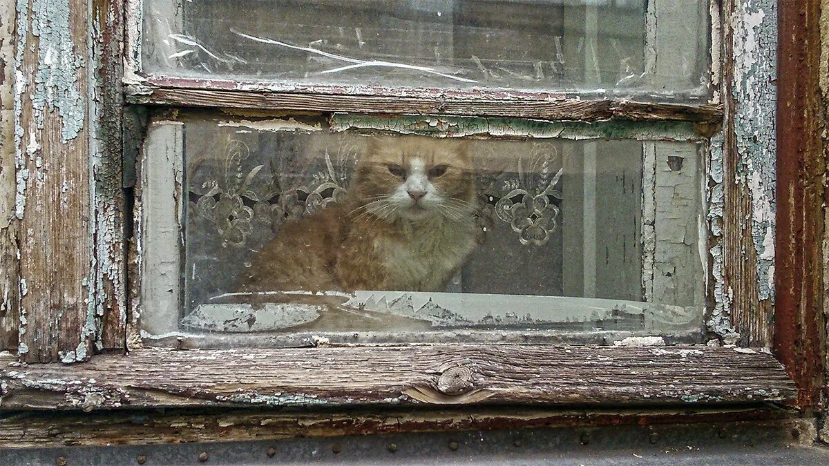 кот на окне. окно с занавесками старые. кошка на подоконнике. открытое окно. окно в деревенском доме.