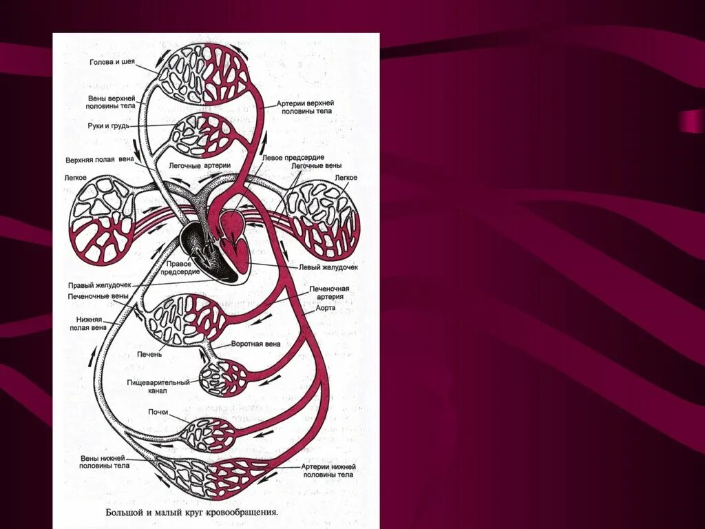 Физиология кровообращения. Большой и малый круг кровообращения. Большой круг кровообращения. Круги кровообращения физиология сердца. Малый круг кровообращения структуры