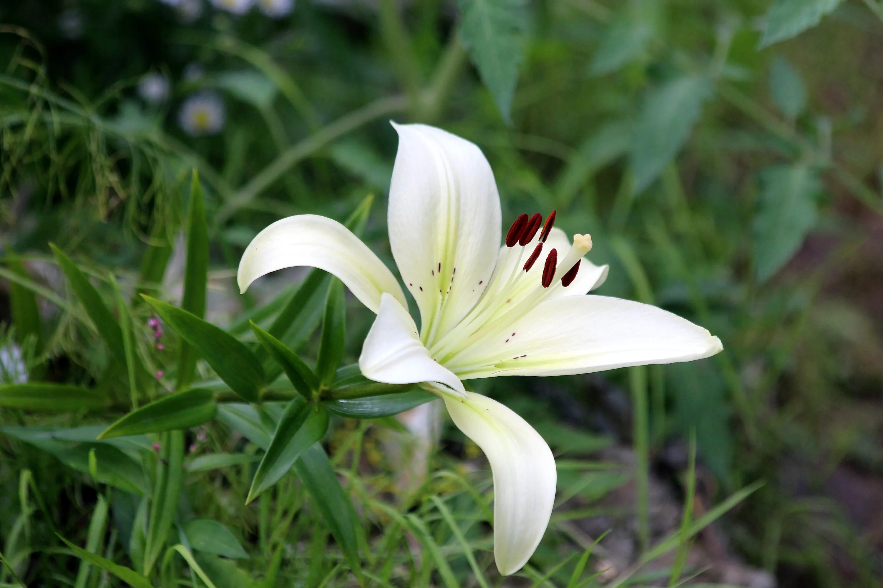 Форма листьев лилии. Лилия белая пахучая. Лилия Уайт Каунти. Лилия соцветие. Лилия белоснежная-Lilium.