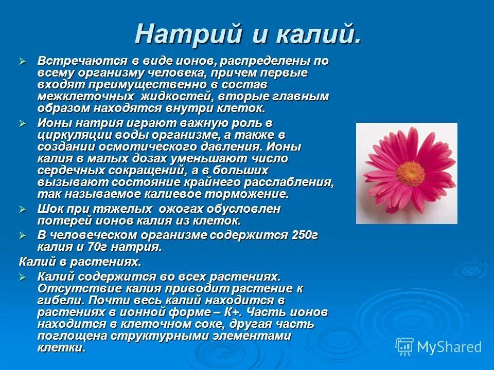 Какие функции выполняет натрий. Натрий в растениях. роль натрия в растительном организме. натрий избыток и недостаток. влияние натрия на растения.