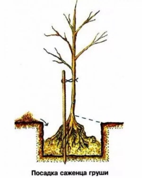 Шейка саженца яблони. Корневая шейка дерева. Корневая шейка у груши. Шейка у яблони и груши.