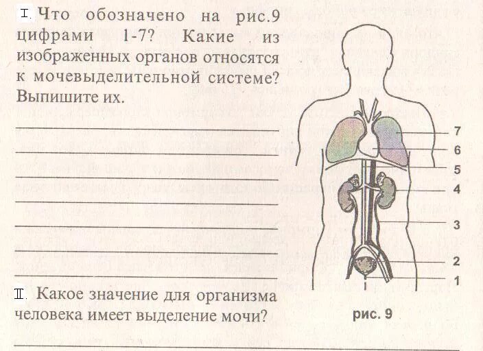 Органы выделения тест 8 класс. Выделительная система биология 8 класс. Выделительная система почки 8 класс. Выделительная система человека 8 класс биология тест. Органы выделения человека схема.