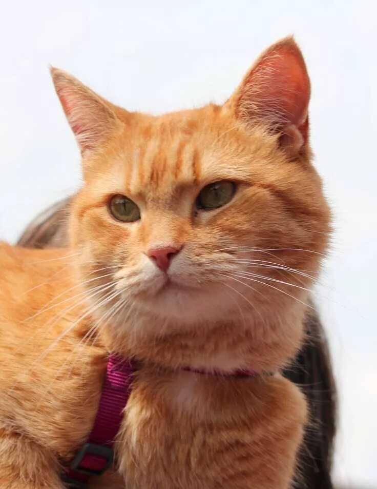 Как сделать рыжего кота. Рыжие усы у кота. кот с рыжими усами. черные усы у рыжего кота. усы кота фото.
