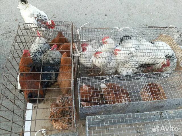 легбар кремовый. красно желтые куры. куры волгоград. птицефабрика в зольном самарской области. курица в волгограде живая.