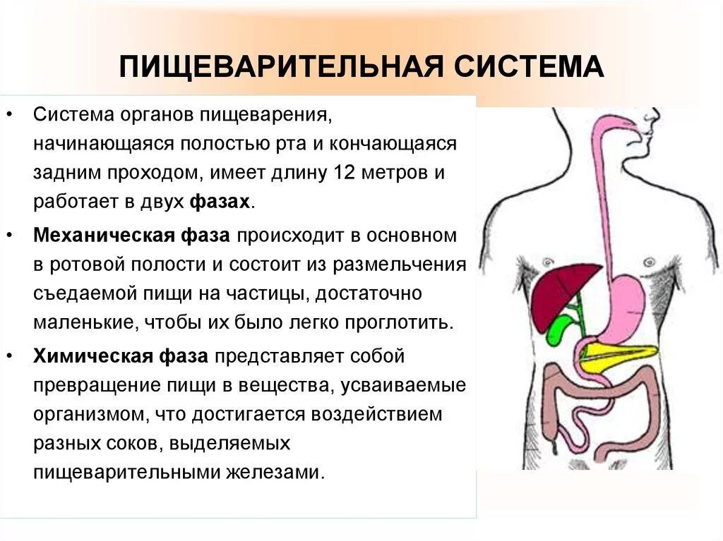 Система органов пищеварения человека кратко. Пищеварительная система кратко 8 класс. Принципы функционирования пищеварительной системы кратко. Пищеварительная система человека 4. Какие процессы обеспечивают пищеварение