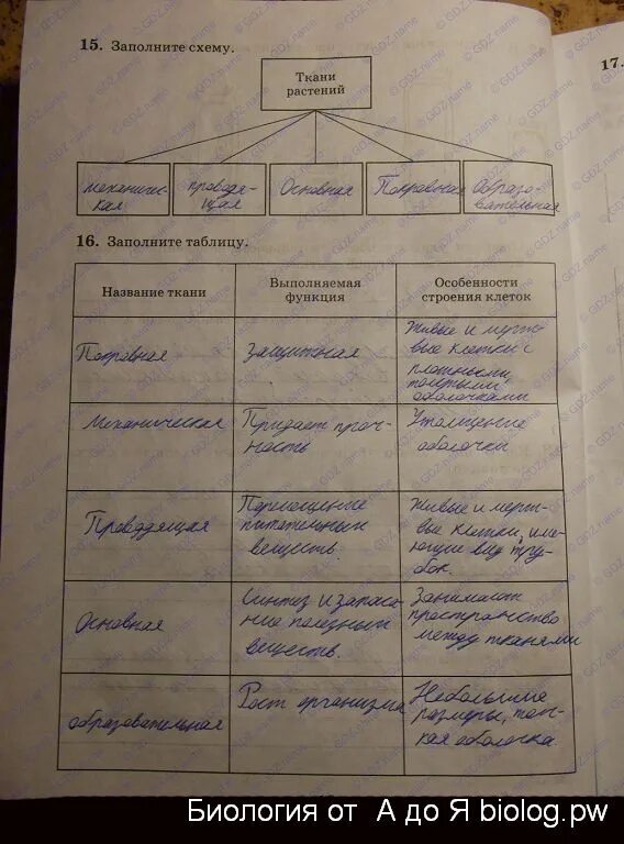 Биология 5 класс 2023 учебник параграф 20. Жизнедеятельность клетки таблица. Таблица по биологии 6 класс. Заполнить таблицу в тетради. Схема конспект по параграфу это.