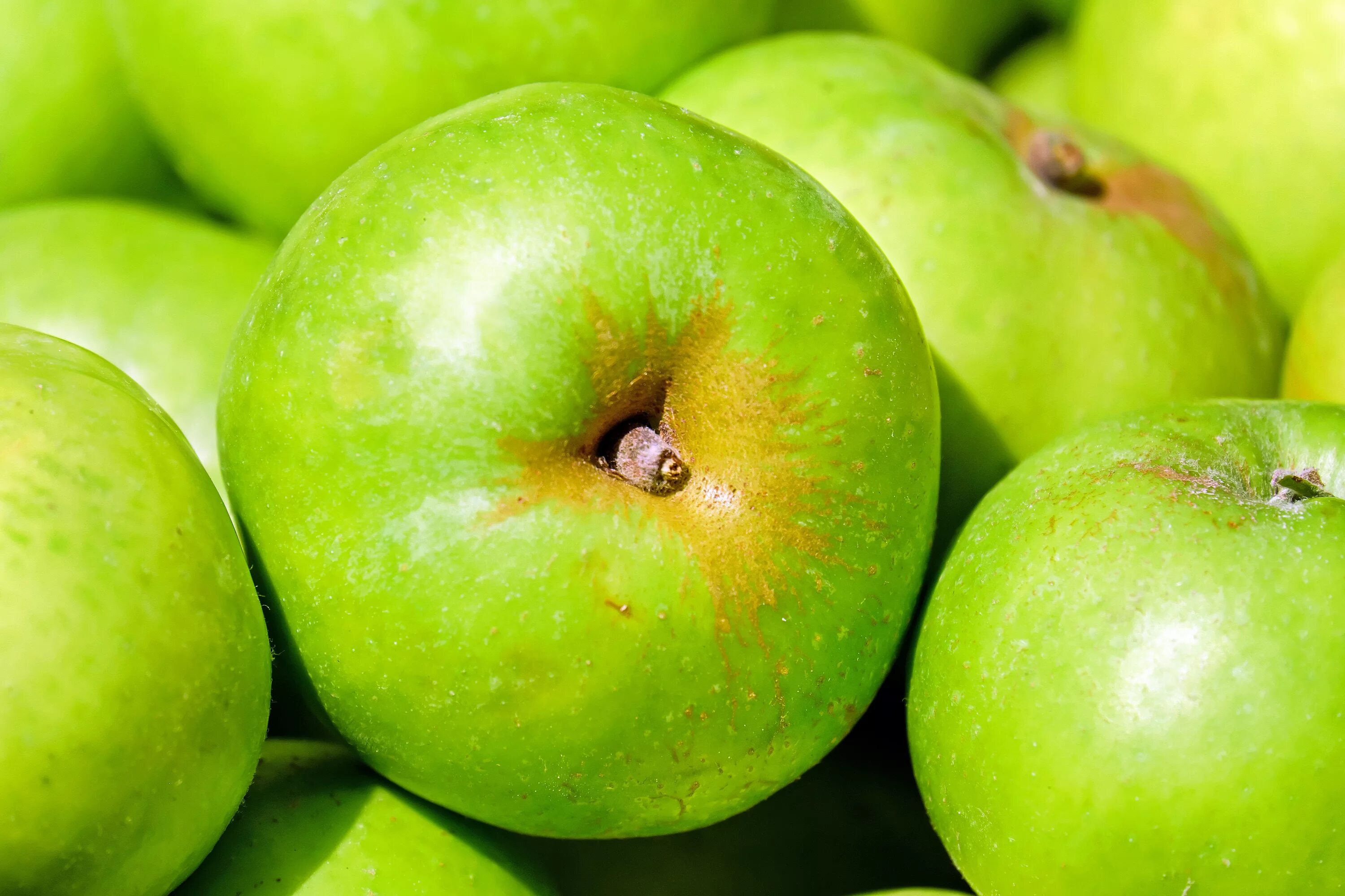 Яблоко плодовый. Яблоки Грин Грин. Яблоки зеленые. Разноцветные яблоки. Яблоня с зелеными яблоками.