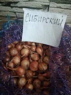 Лук золотые купола описание сорта отзывы