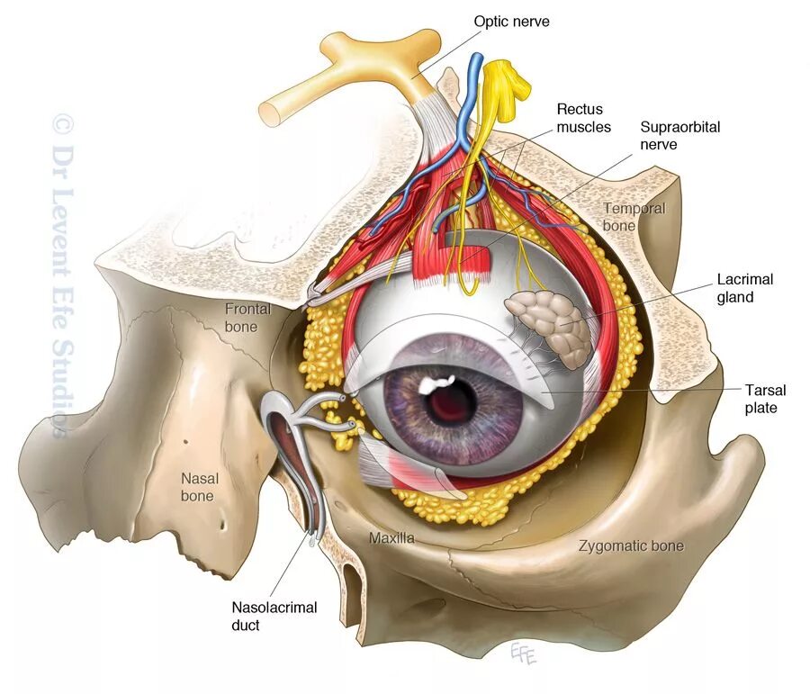 Зрительные нервы глазного яблока. Анатомия клетчатки глазницы. Орбита глазница анатомия. Ретробульбарная клетчатка глаза это анатомия. Ретробульбарная клетчатка анатомия.