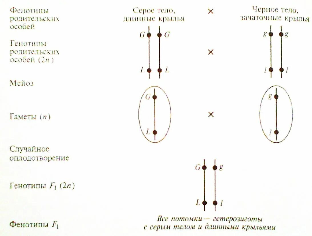 Сцепленное наследование генов. Сцепленное наследование генов задачи. Хромосомная теория наследственности. Сцепление генов Морган и мушки.