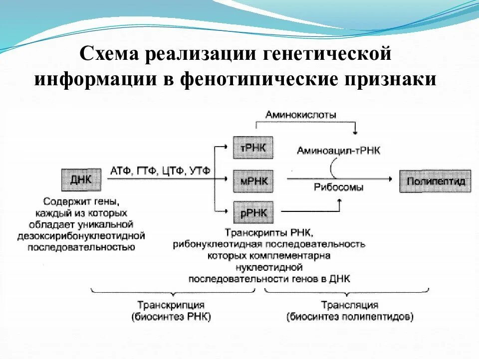 Реализация наследственной клетки. Схема реализации наследственной информации. Схема расшифровка генетической информации. Схема трансляции генетической информации.