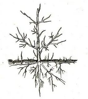 Корень вишни