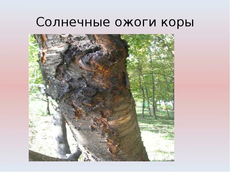 Солнечный ожог деревьев. Солнечный ожог деревьев