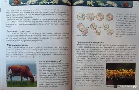 Есть энциклопедии большие и малые однако