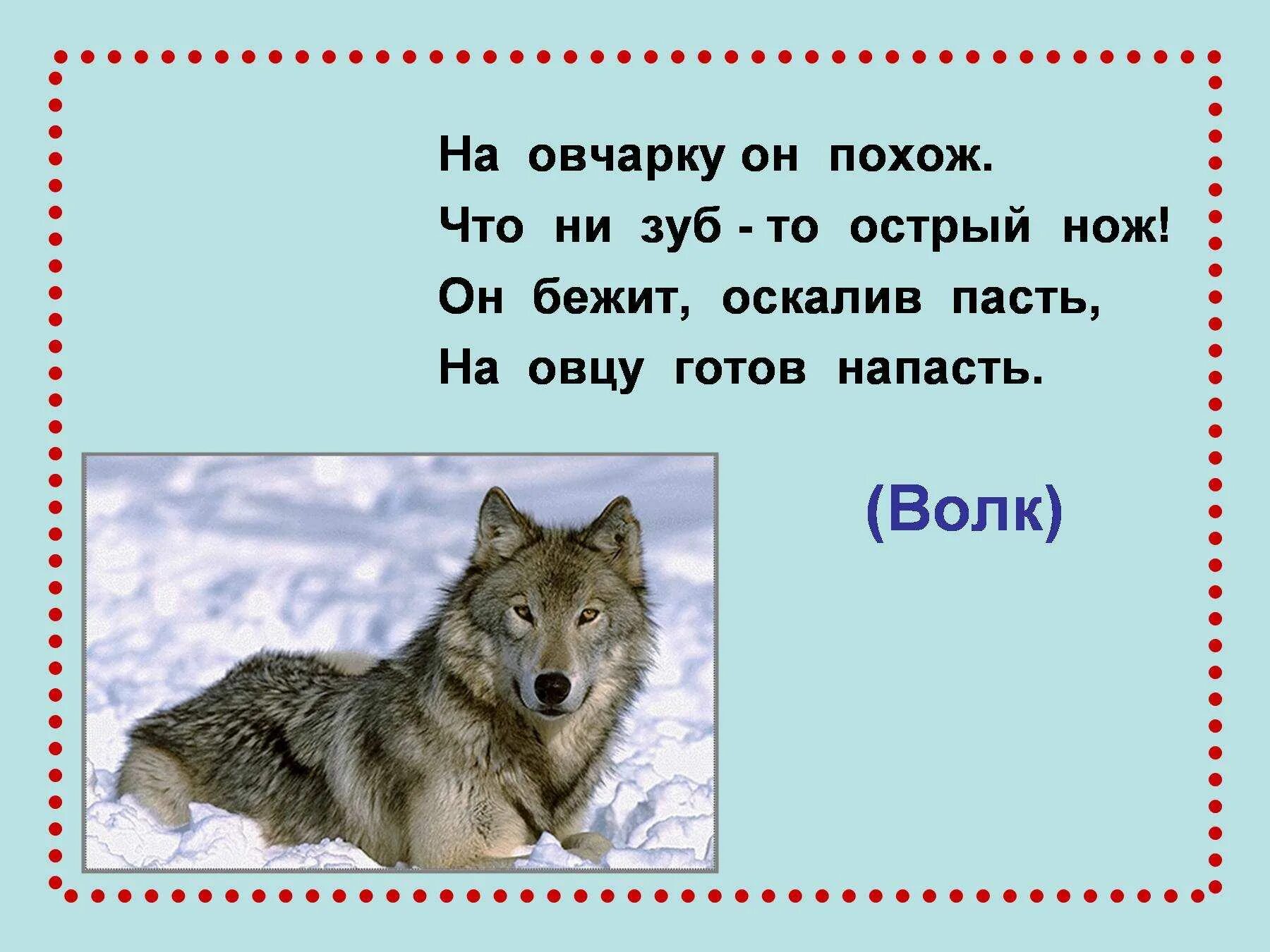 Загадка про волка. Загадки про Волков. Загадки для детей про Аолеа. Загадка про вилку.