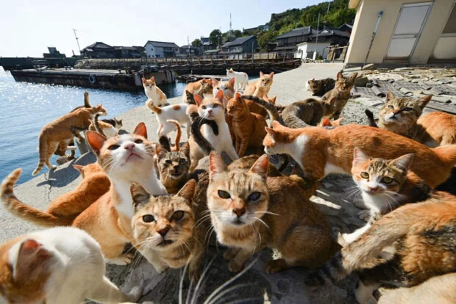 Приснилось много кошек. Остров Тасиро Япония. Аошима остров кошек. Аосима кошачий остров. Тасиро остров кошек.
