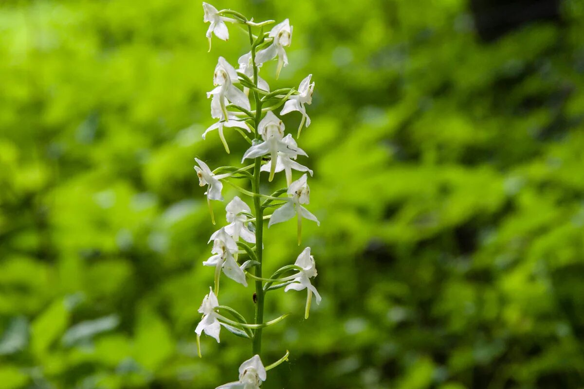Любка двулистная (platanthera bifolia). Любка двулистная. Любка растение. Любка растение. Любка растение.