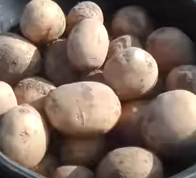 Семенной картофель от производителя! купить в Иваново, цена 13 руб. от Коровин Д
