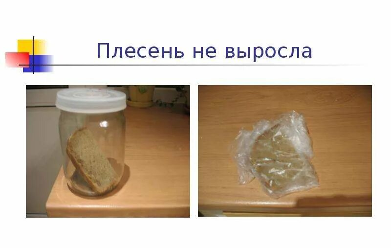 Как быстрее вырастить плесень на хлебе. Вырастить плесень на хлебе. как вырастить плесень. опыт с хлебом и плесенью. вырастить плесень на хлебе быстро.