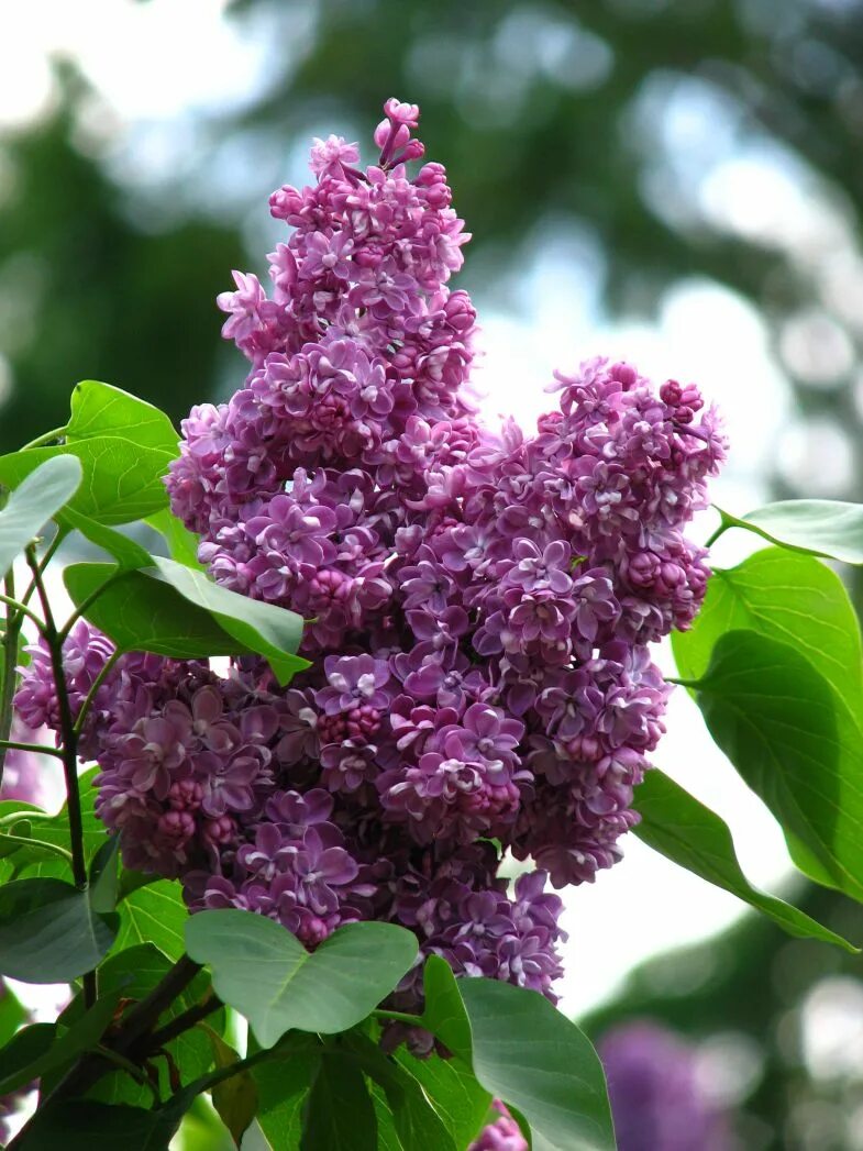 Сирень syringa. Сирень обыкновенная Павлинка. Сирень Павлинка махровая. Сирень Syringa vulgaris. Сирень обыкновенная (Syringa vulgaris).