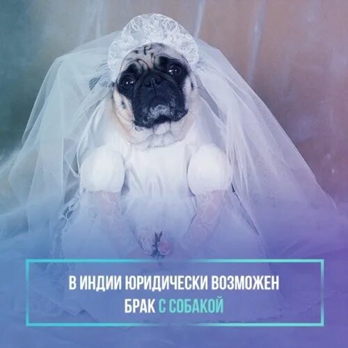 Брак собака. Бракованные собаки. Щенки бракованных собак. Собака а брачный.