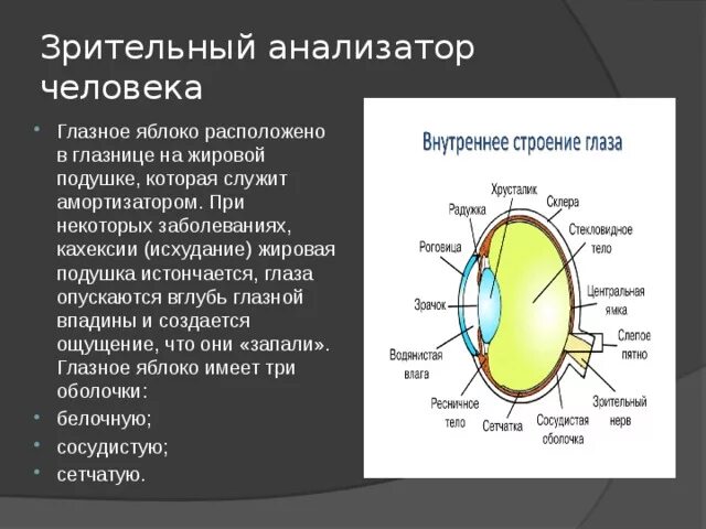 Глазная впадина 6 букв. Зрительный анализатор строение глаза. Анализаторы зрительный анализатор строение. Биология зрительный анализатор строение. Жировая подушка глаза строение.