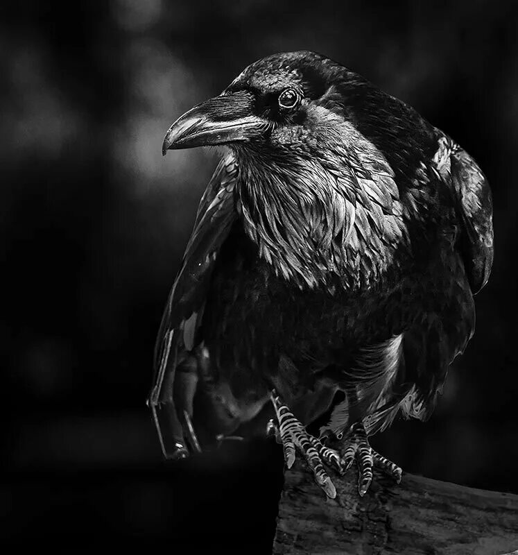 тёмный ворон на фоне луны. ворон на поле битвы. черный ворон на черном фоне. черный ворон. александр маршал черный ворон.