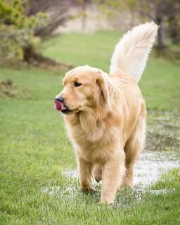 Golden up
