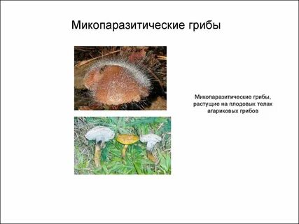 Грибы растут в течение всей жизни