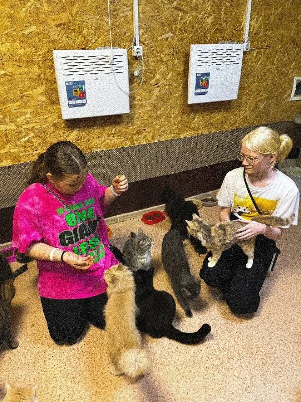 умка приют для животных владивосток