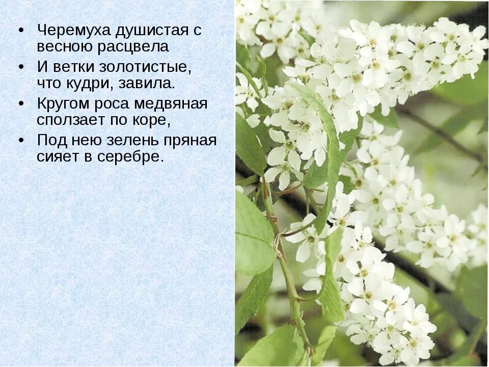 Метафоры черемуха. Есенина черемуха душистая. есенин с. а. &quot;черемуха&quot;. черёмуха душистая с весною расцвела. расцвела черемуха есенин.