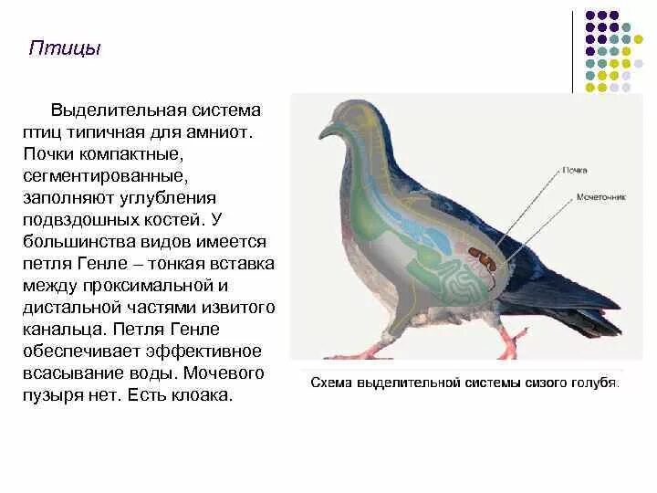 Системы органов птиц почка. Строение выделительной системы птиц. Выделительная система птиц 7 класс схема. Выделительная система птиц 7 класс биология.