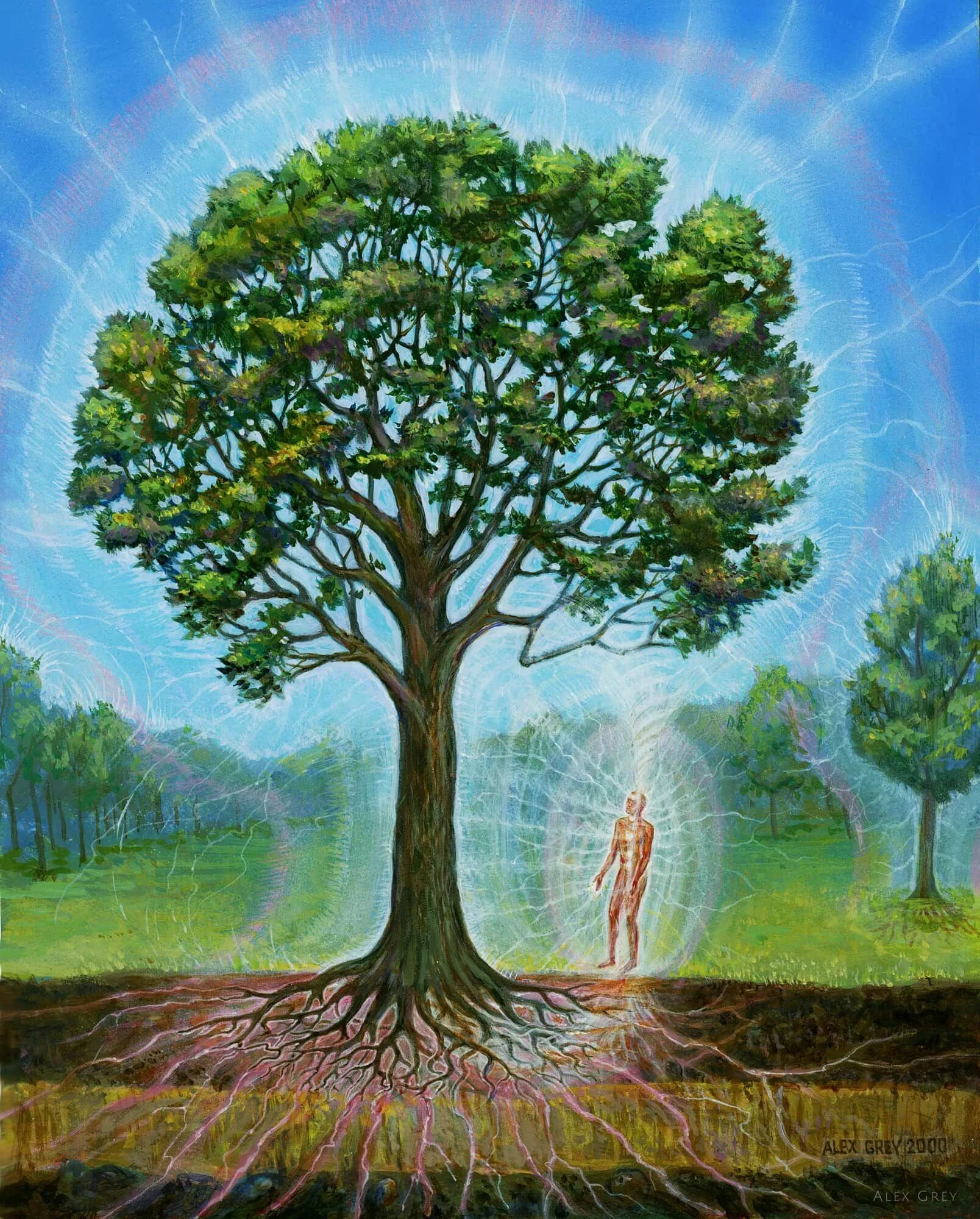 Trees force