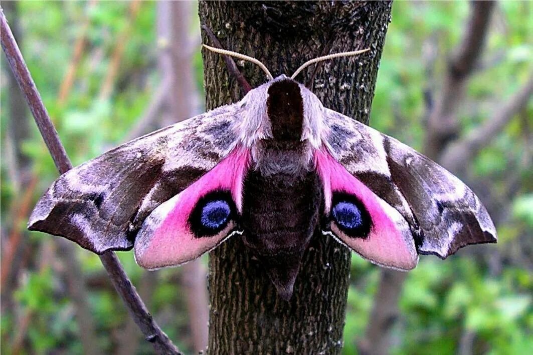 Глазчатый Бражник бабочка. Ночная бабочка Бражник глазчатый. Мотылек Бражник глазчатый. Бражник глазчатый гусеница. Бражник в какой природной