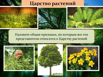 Три признака растений царство растений